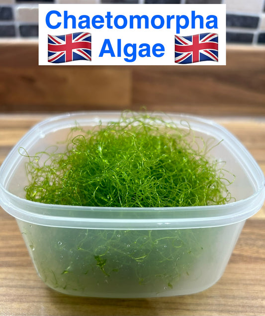 Chaeto Algae